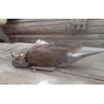 Мертвая птица счастья не приносит. Мертвая птица счастья не приносит.